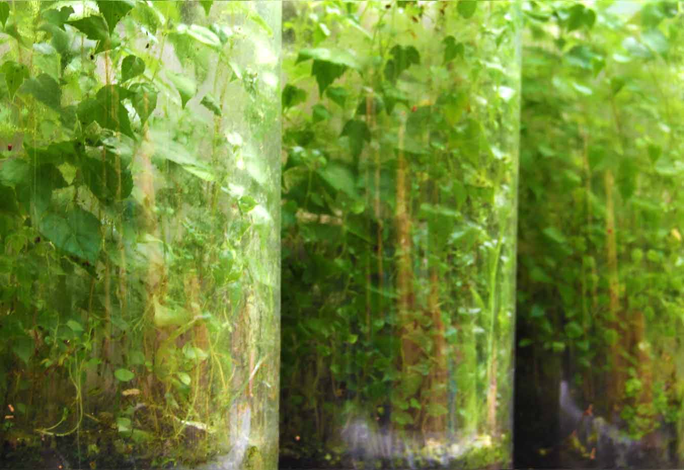 Ecosferes Miniature Living worlds Ecosferes by Dapacu