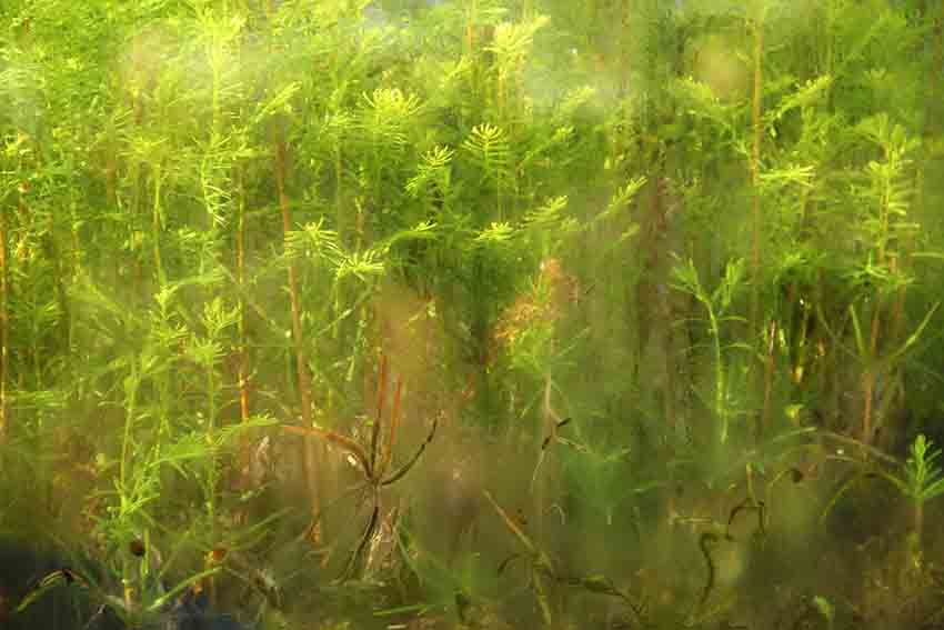 Living Walls Miniature Living worlds Living Vertical Walls by Dapacu